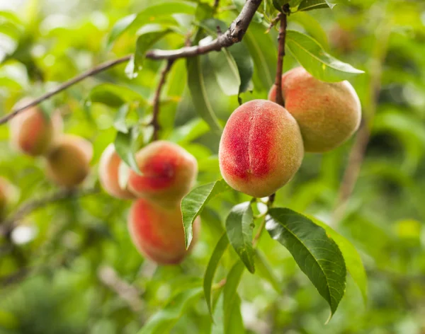 Pêches sur un arbre — Photo