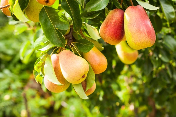 Pears on a tree — Stock Photo, Image