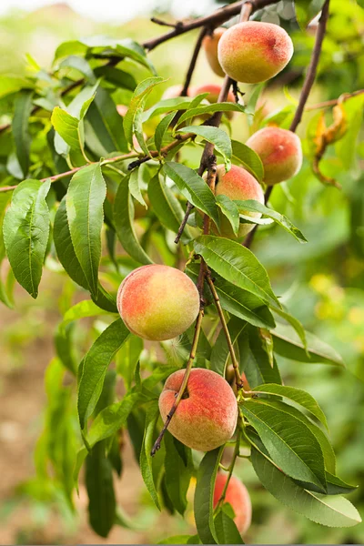 Peaches on a tree — Stock Photo, Image
