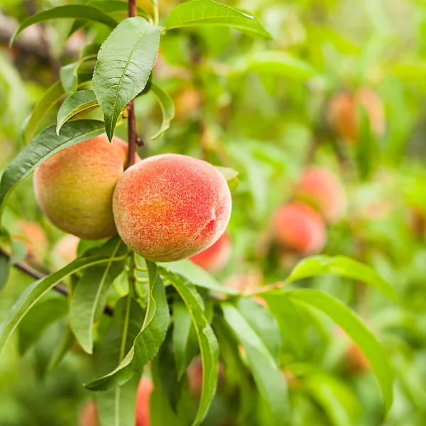 Peaches on a tree — Stock Photo, Image