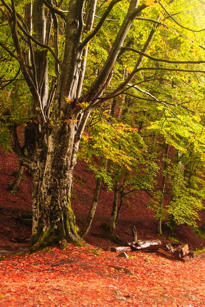 Forêt d'automne — Photo