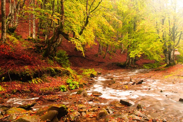 Foresta d'autunno — Foto Stock