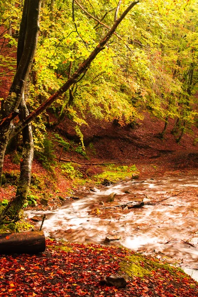 Herbstwald — Stockfoto