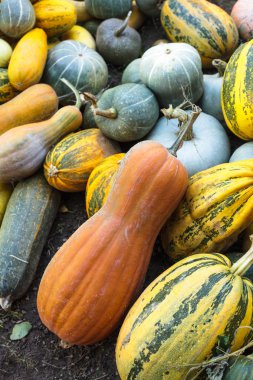 Pumpkin harvesting