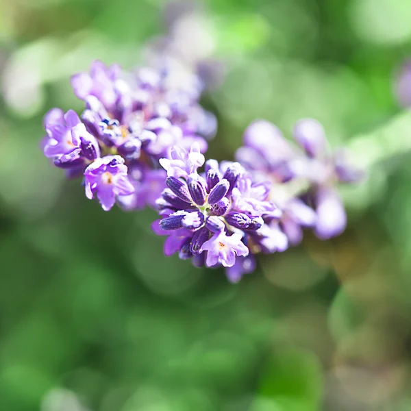 Kwiaty lawendy — Zdjęcie stockowe