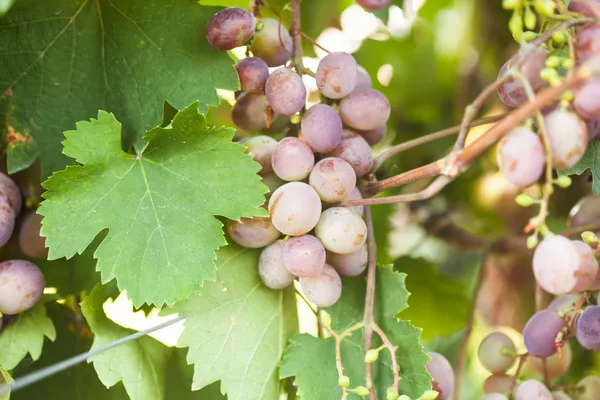 Grapes — Stock Photo, Image