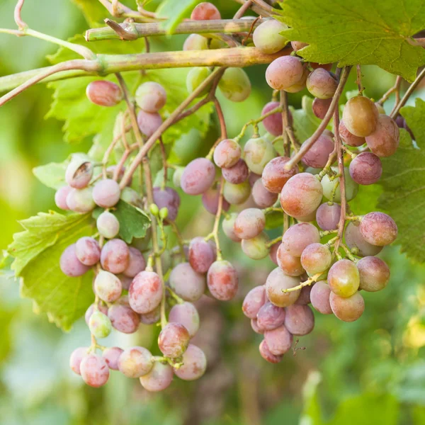 Grapes — Stock Photo, Image