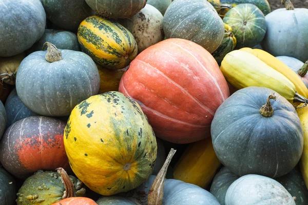 Pumpkin harvesting — Stockfoto