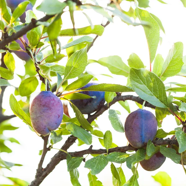 Ripe purple plum — Stock Photo, Image