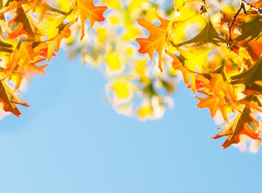 akçaağaç yaprakları üzerinde mavi gökyüzü