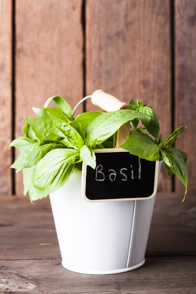 Fresh green basil — Stock Photo, Image