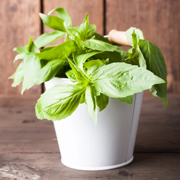 Taze yeşil fesleğen