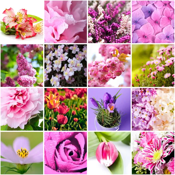 Lila en roze bloemen — Stockfoto