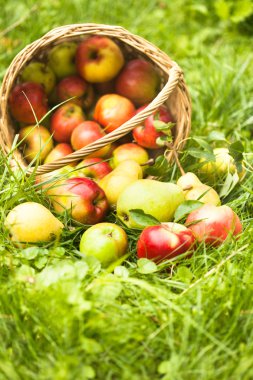 elma ve şeftali çimenlerin üzerinde
