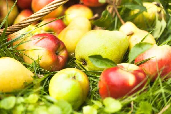 Jabłka i brzoskwinie na trawie — Zdjęcie stockowe