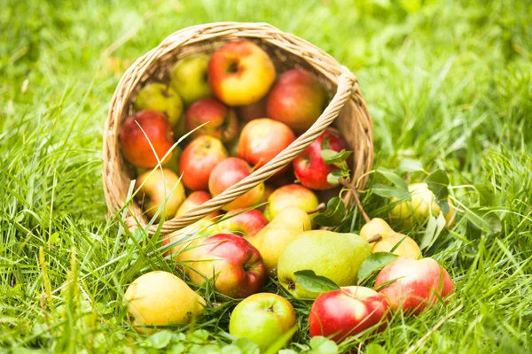 Manzanas y melocotones sobre hierba —  Fotos de Stock