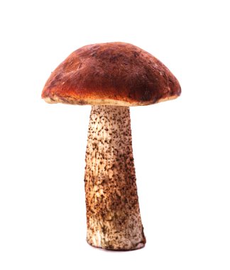 Turuncu-cap boletus mantar