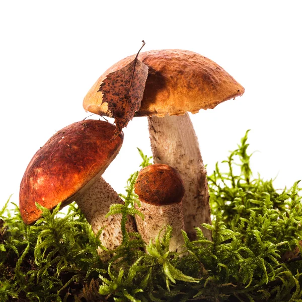 Orange-cap boletus mushrooms — Stock Photo, Image