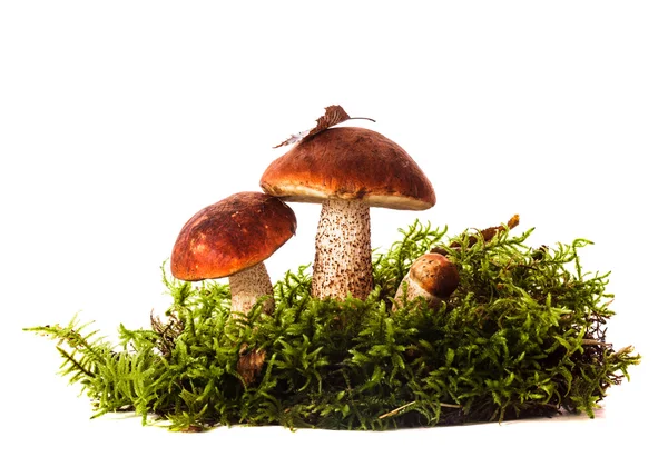 Sinaasappelkapje boletus champignons — Stockfoto