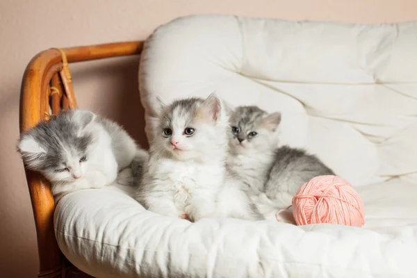 Drei graue Kätzchen — Stockfoto