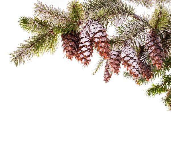 Pine branch — Stockfoto