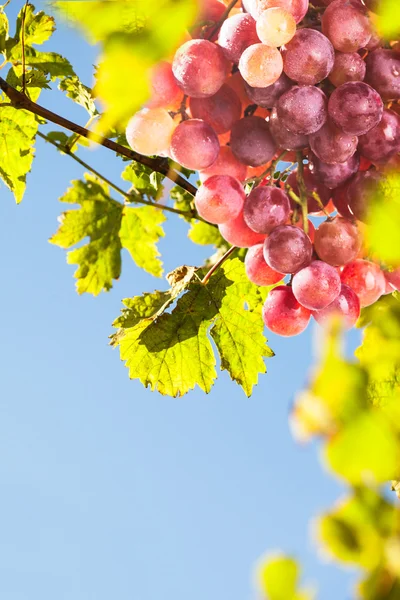 Red grapes — Stock Photo, Image