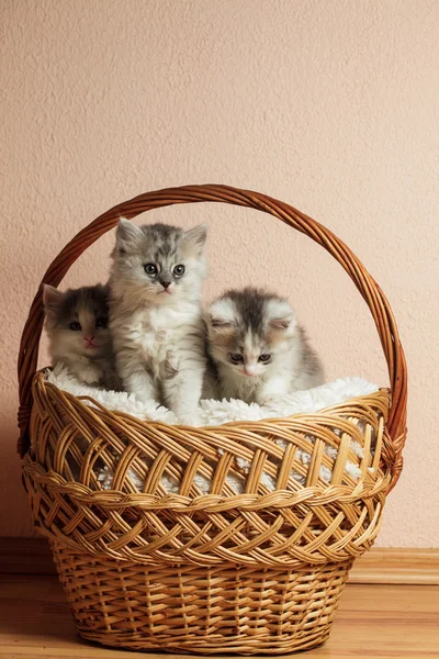 Drei graue Kätzchen — Stockfoto