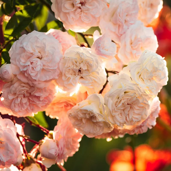 A bush of white roses — Stock Photo, Image
