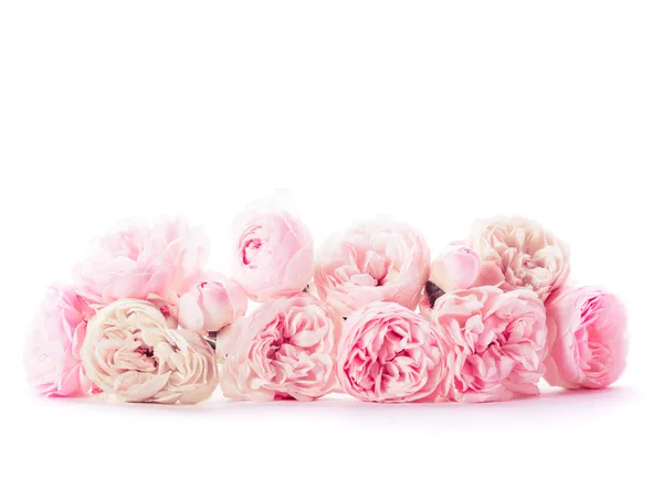 粉红色玫瑰群 — 图库照片