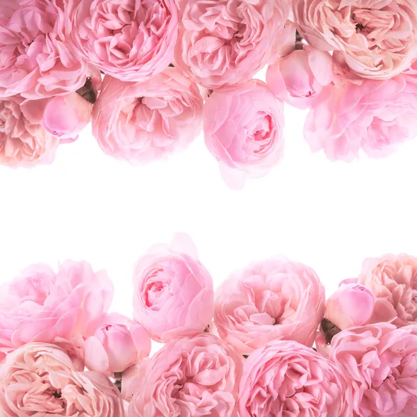 pembe Gül kenarlık