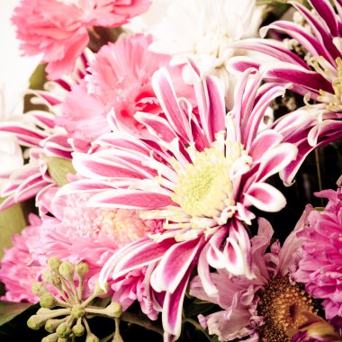 pembe aster arka plan