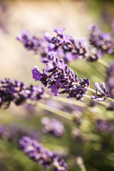 Flores de lavanda — Fotografia de Stock