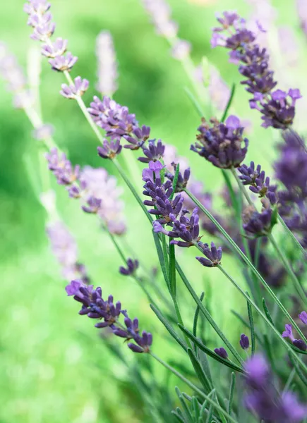 Fiori di lavanda — Foto Stock