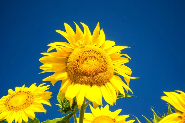 Sunflower over sky — Stock Photo, Image