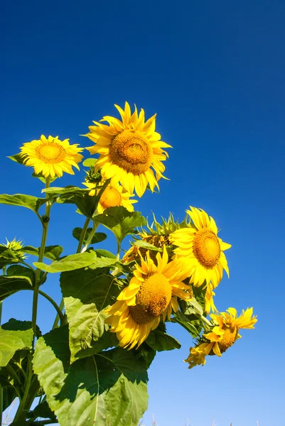 Girasole sopra il cielo — Foto Stock