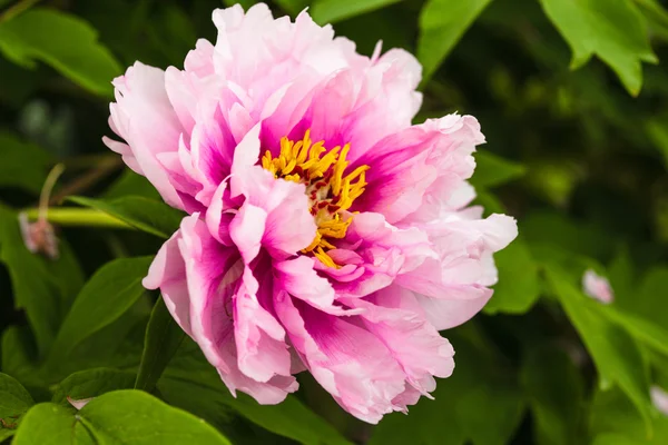 Pink peony bush — Stock Photo, Image