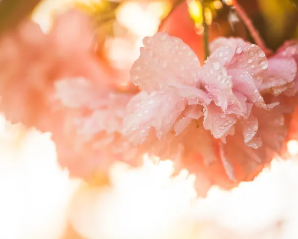 Sakura blüht — Stockfoto