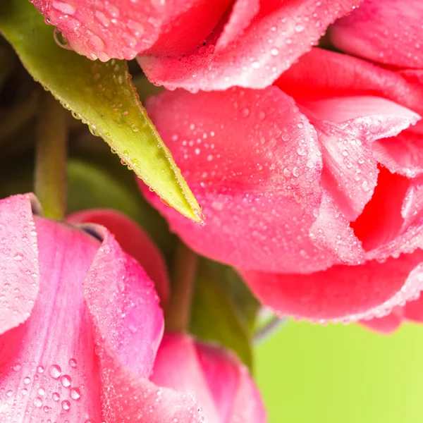 Růžové tulipány — Stock fotografie