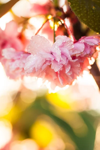 Sakura florescendo — Fotografia de Stock