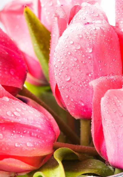 Tulipanes rosados — Foto de Stock