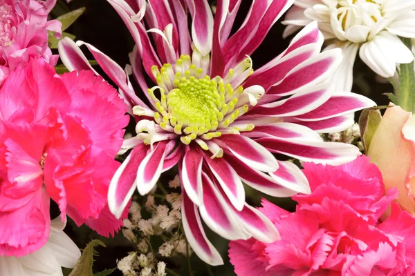 Rosa aster sfondo — Foto Stock