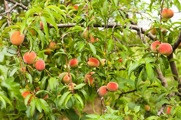 Pêches sur un arbre — Photo