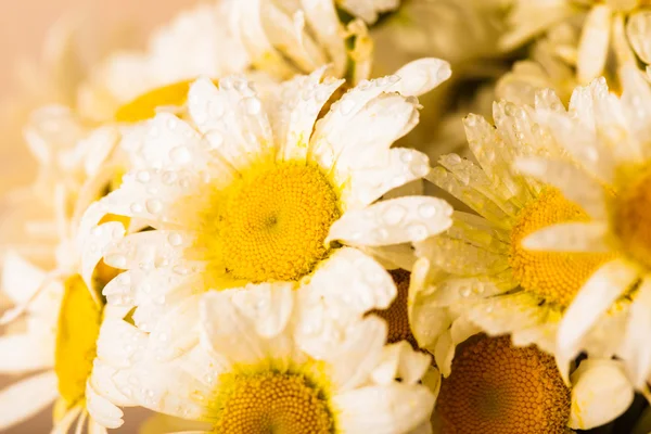 White daisies — Stock Photo, Image