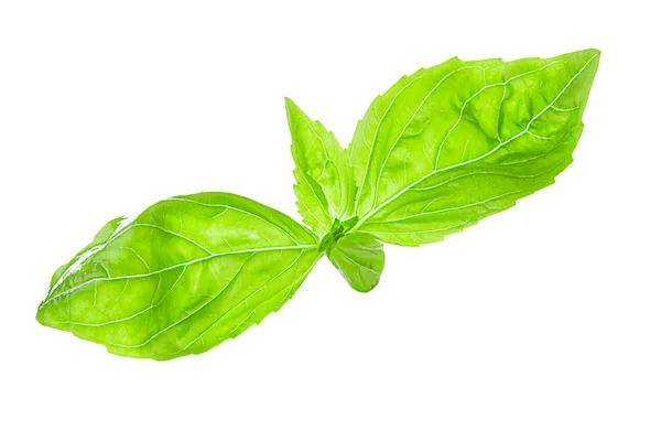 Green basil leaf — Stock Photo, Image