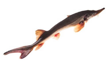 izole mersin balığı