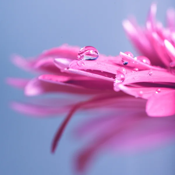 Vattendroppe på blomma — Stockfoto