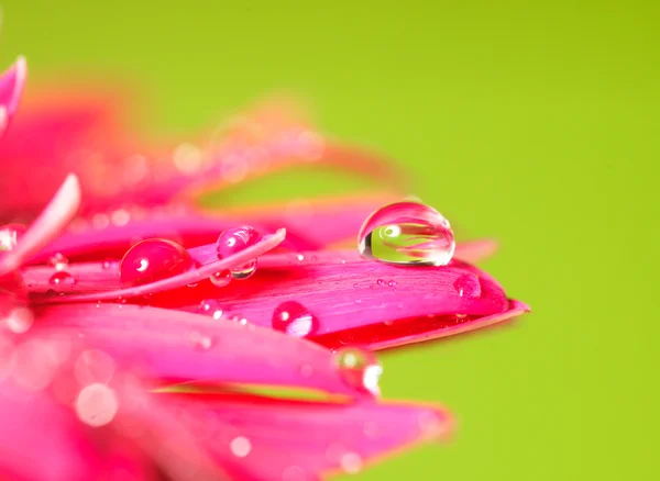 Goutte d'eau sur fleur — Photo