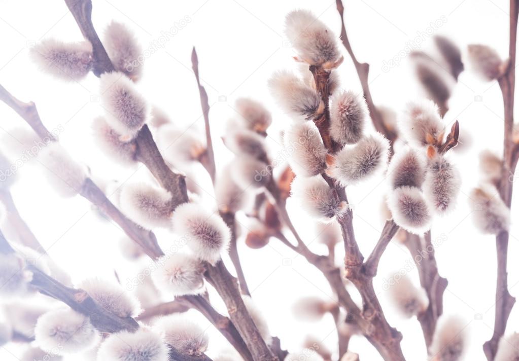 Pussy willow background