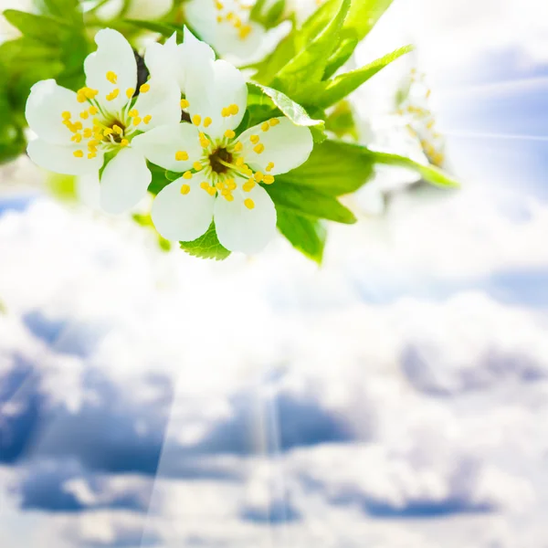 Spring bokeh — Stock Photo, Image