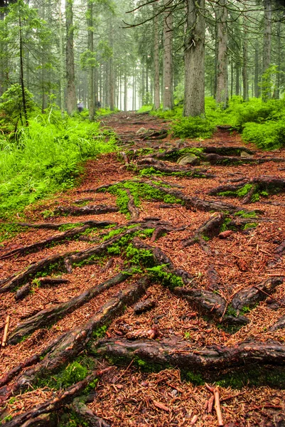 Pad in het bos — Stockfoto